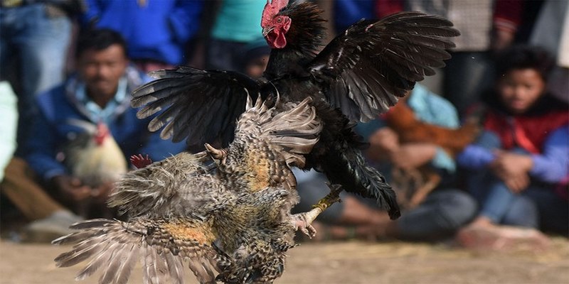 Tìm hiểu và tuân thủ các quy định trong luật chơi đá gà để tự ti trải nghiệm